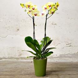 Phalaenopsis cura