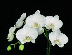 Phalaenopsis cura