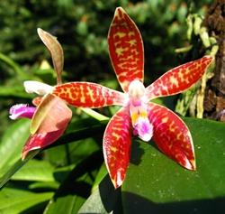 Phalaenopsis cura