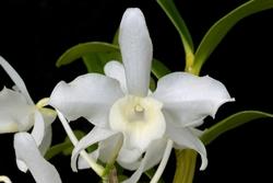 Dendrobium Nobile fiore