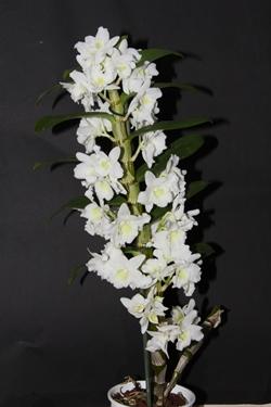 Fusto Dendrobium Nobile