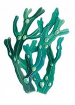 Fucus tintura madre Pianta del fucus