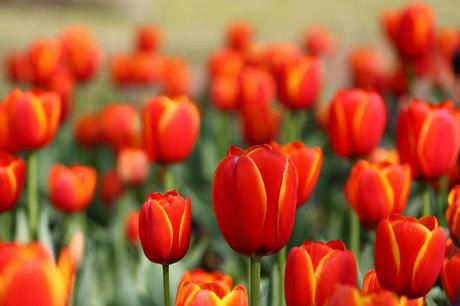 “Tulipomania”: la giornata nazionale del tulipano colora Amsterdam