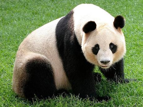 Allarme estinzione per panda, tigri, rinoceronti entro il 2050