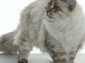 gatti strani mondo, visti vicino