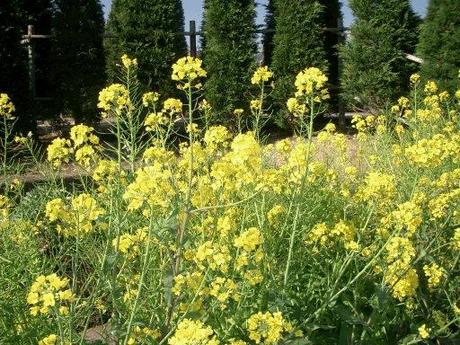 La Primavera e le piante spontanee