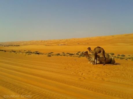 oman camel