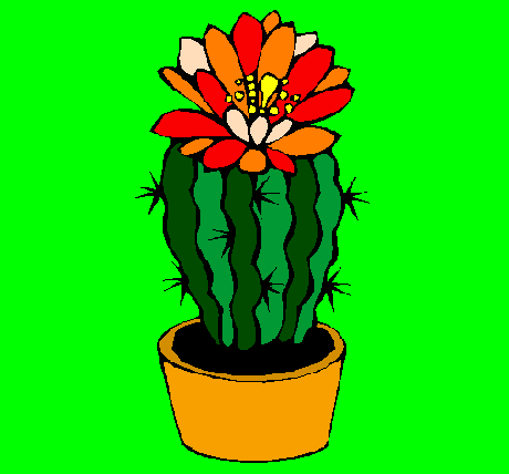 Il mio cactus ha messo un fiore.