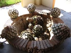 Cuori di Agave blu