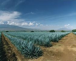 Campo coltivato ad agave blu