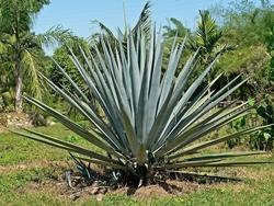 Esemplare di agave blu o tequilana