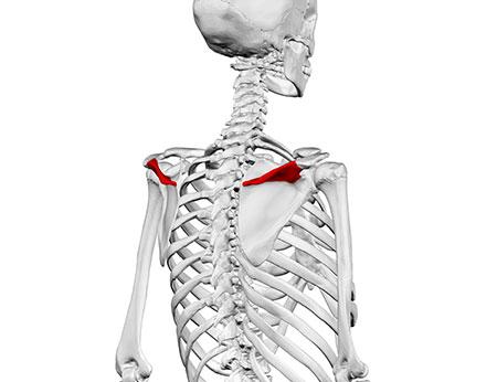 I 5 esercizi per le cervicali che prevengono il dolore