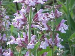 salvia officinalis fiori