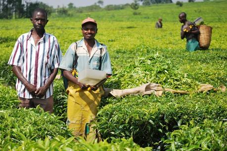 Diario africano - 47/Uganda Teabags