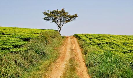 Diario africano - 47/Uganda Teabags