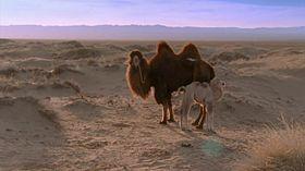 Cammello bactrianus.jpg