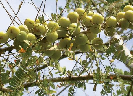 Chyawanprash, il primo Rasayana dell'Ayurveda