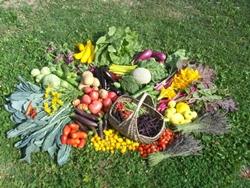 Alcuni prodotti biologici