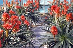 aloe arborescens coltivazione