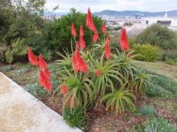 pianta di aloe arborescens