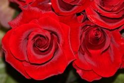 La più conosciuta, la Rosa Rossa
