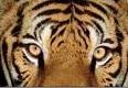India, ritorno della tigre