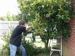 Intervento di potatura di arancio