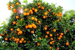 Un albero di arancio