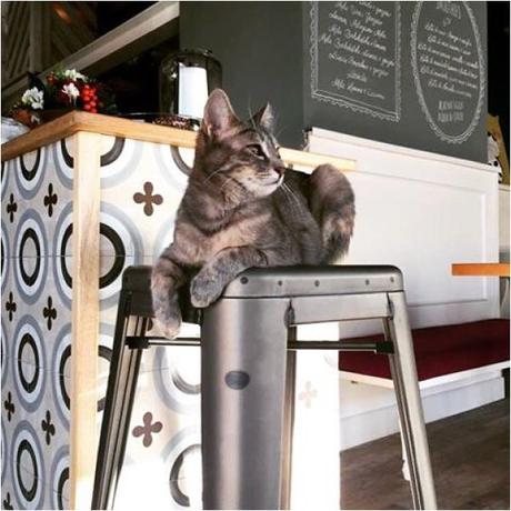 Romeow Cat Bistrot Roma