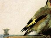 Cardellino: Molto Rumore Nulla?