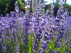 lavanda