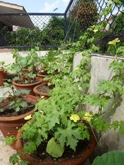 Orto su un balcone