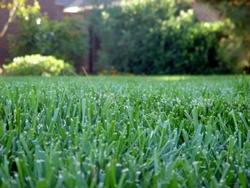 Tappeti erbosi Tappeti erbosi