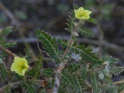 Fiori e foglie di tribulus terrestris