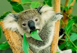 Il Koala, l'animale che si nutre solo di foglie di eucalipto