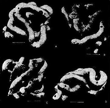 Protein Data Bank: Visualizzazione di Proteine e Acidi Nucleici per Editor, Scienziati e Curiosi