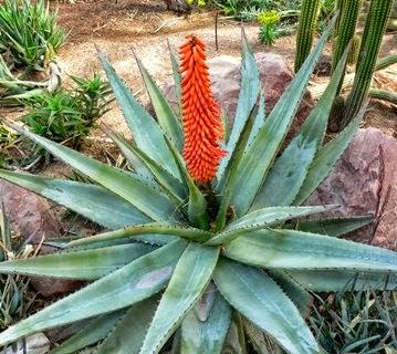 Il miele di fiori rossi di aloe una qualità davvero straordinaria