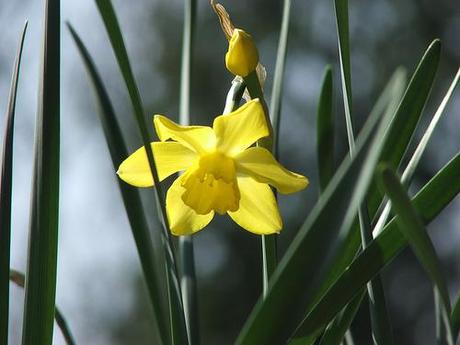 narciso