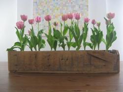 Tulipano in fioriera