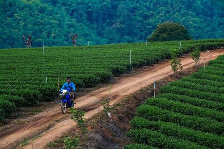 Chiang Rai, Triangolo d’Oro e dintorni. Tutte le informazioni utili