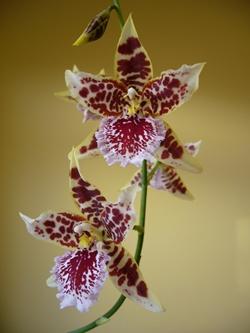 Un'orchidea del genere Cambria