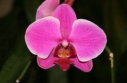 Un'orchidea del genere Phalaenopsis