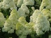 Hydrangea paniculata