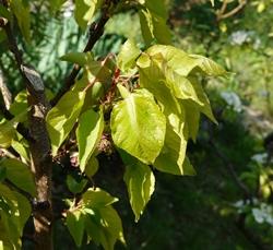 Prunus Armeniaca var. Reale di Imola