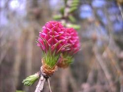 Fiore di larice comune