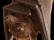 Pipistrelli: miti pregiudizi