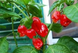 Pianta di peperoncino Habanero