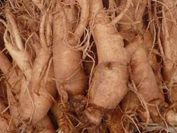 radice di ginseng per infuso