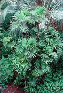 Divani da giardino in rattan