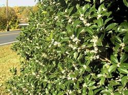 Alcune varietà di Osmanthus resistono anche all'inquinamento cittadino